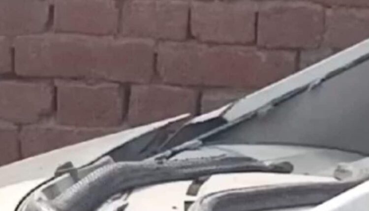 गाड़ी वालों सावधान!  हरदोई में कार की स्टेयरिंग में लिपटा मिला 7 फुट का Cobra
